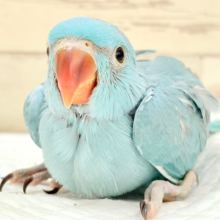 ヒナヒナフォルムはドラ〇もん！？🔔🩵ワカケホンセイインコ(ブルー) 男の子 ヒナ