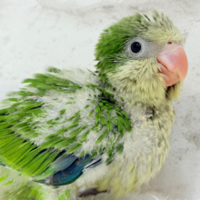 久々にサザナミちゃんがやって来ました～🎵 サザナミインコ（クリーム）