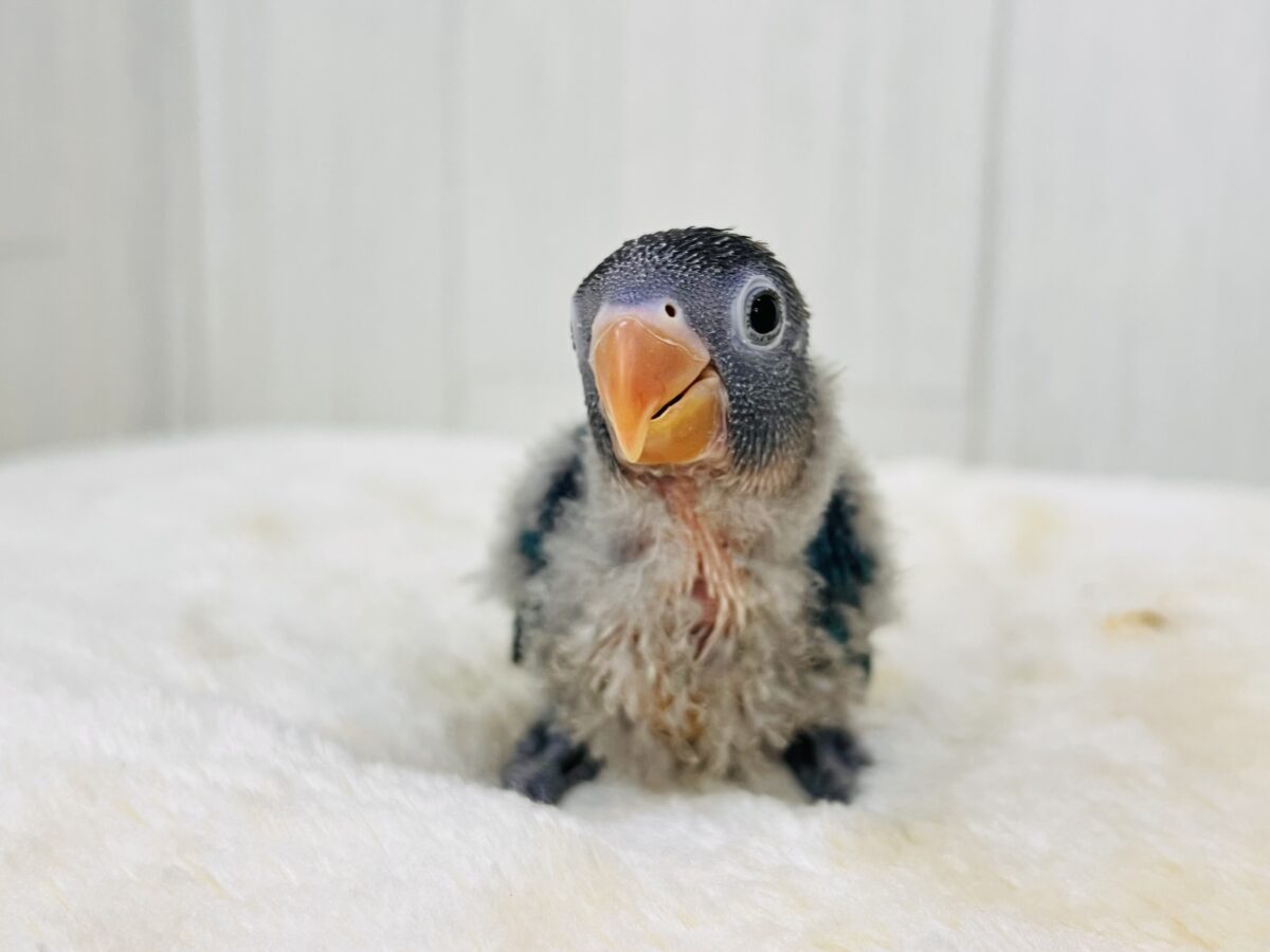 ブルーボタンインコ