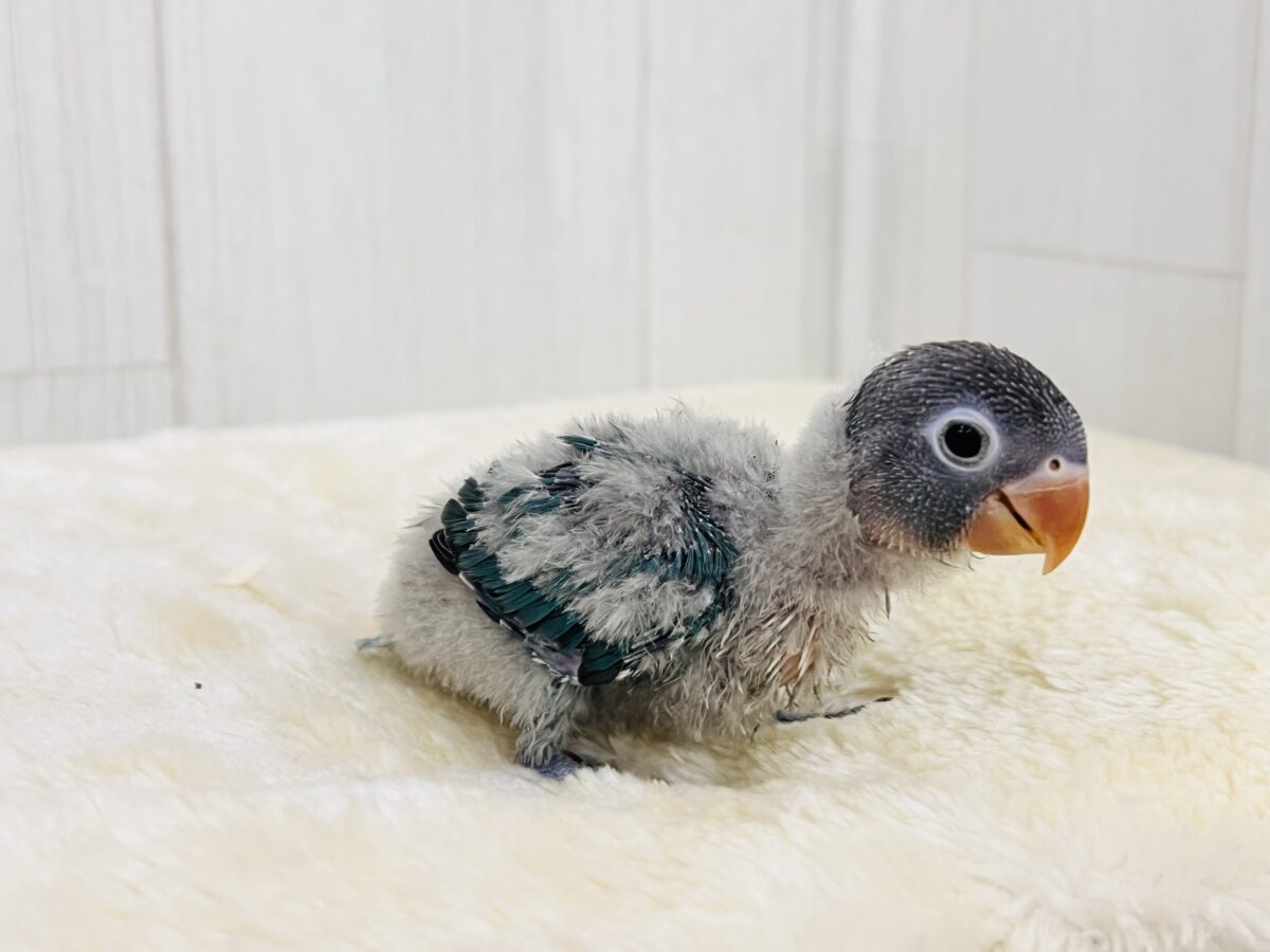 ブルーボタンインコ