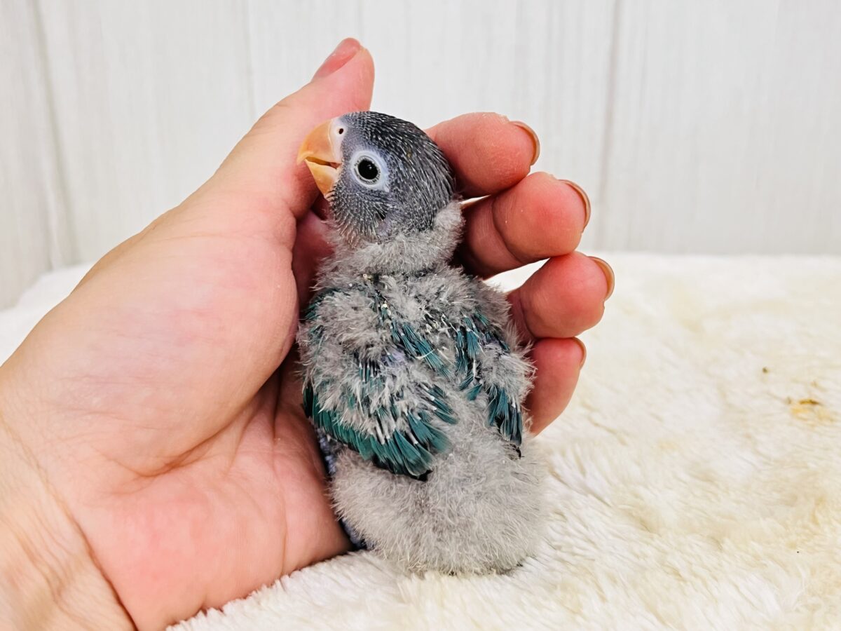 ブルーボタンインコ