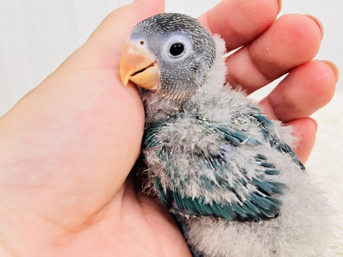 わたわた♡ぱっちりお目目のブルーボタンインコがやってきた🌟