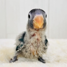 わたわた♡ぱっちりお目目のブルーボタンインコがやってきた🌟