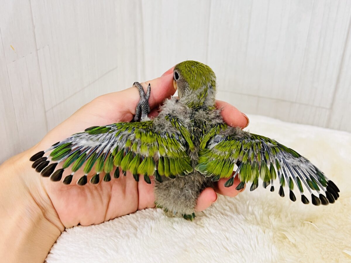 コザクラインコ（小桜インコ）