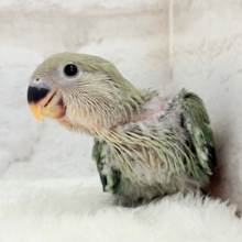 フレッシュグリーンを身に纏い…🌱 ͛.*コザクラインコ(ブルーチェリー) ヒナ
