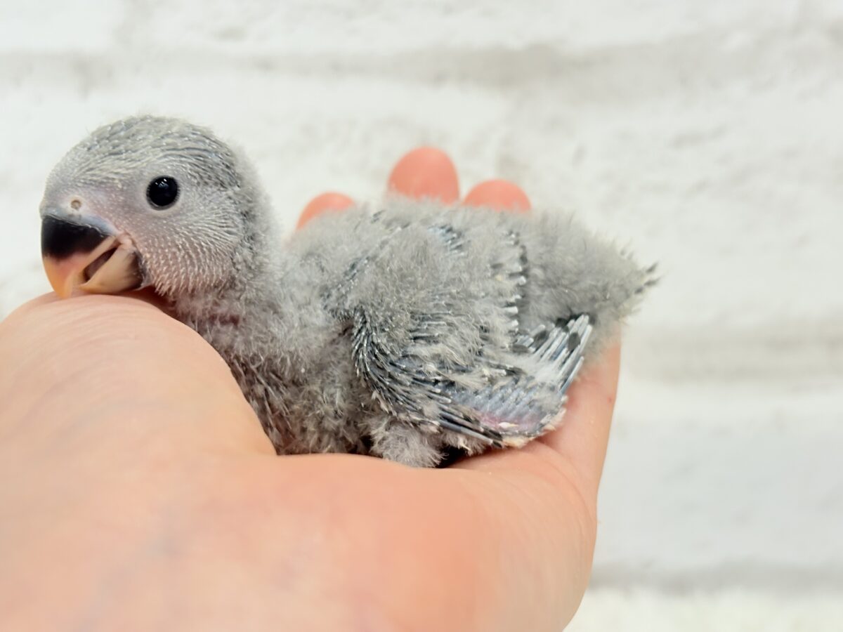 【最新画像更新🪄】魅力いっぱい魅惑のカラー🐣🩶コザクラインコ(モーブ) ヒナ コザクラインコ(小桜インコ)