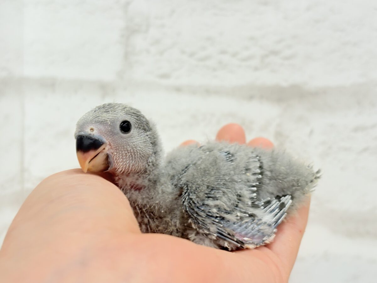 【最新画像更新🪄】魅力いっぱい魅惑のカラー🐣🩶コザクラインコ(モーブ) ヒナ コザクラインコ(小桜インコ)
