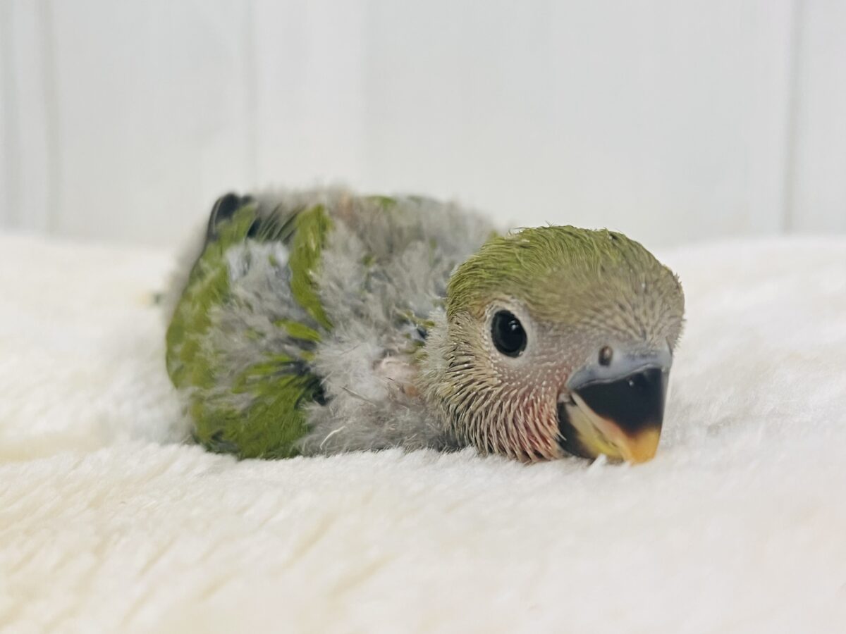コザクラインコ（小桜インコ）