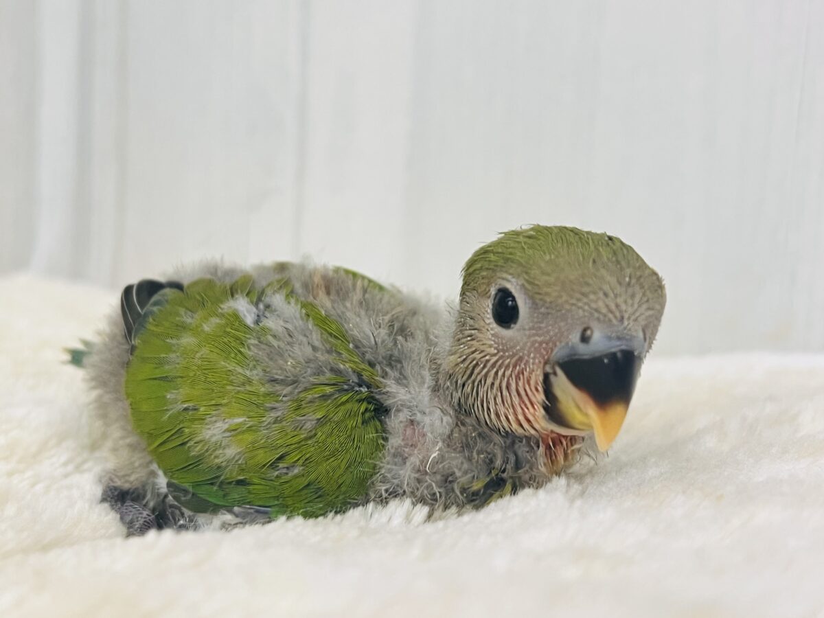コザクラインコ（小桜インコ）