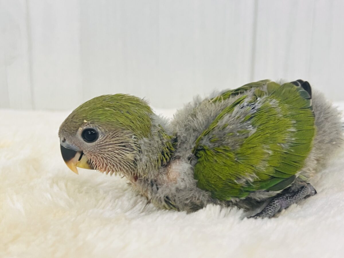 コザクラインコ（小桜インコ）