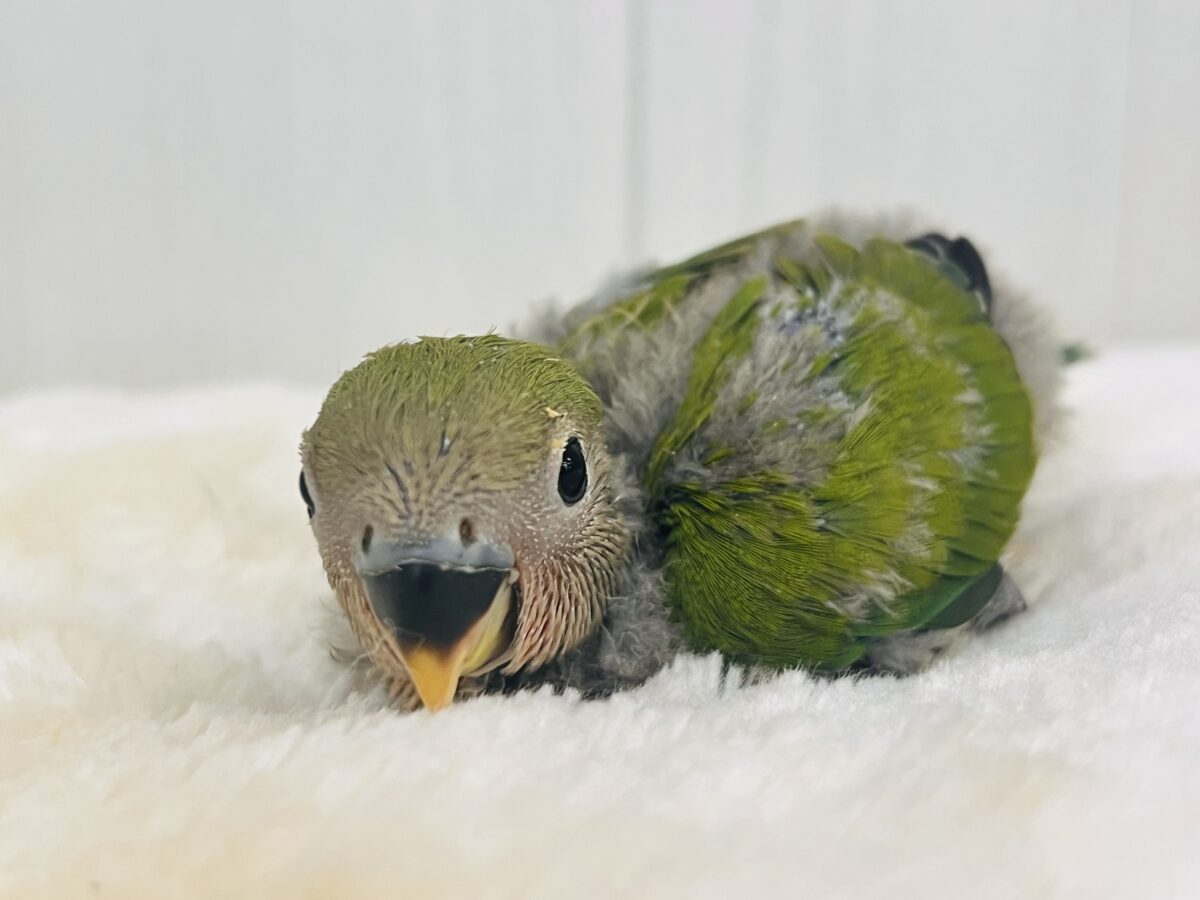 コザクラインコ（小桜インコ）