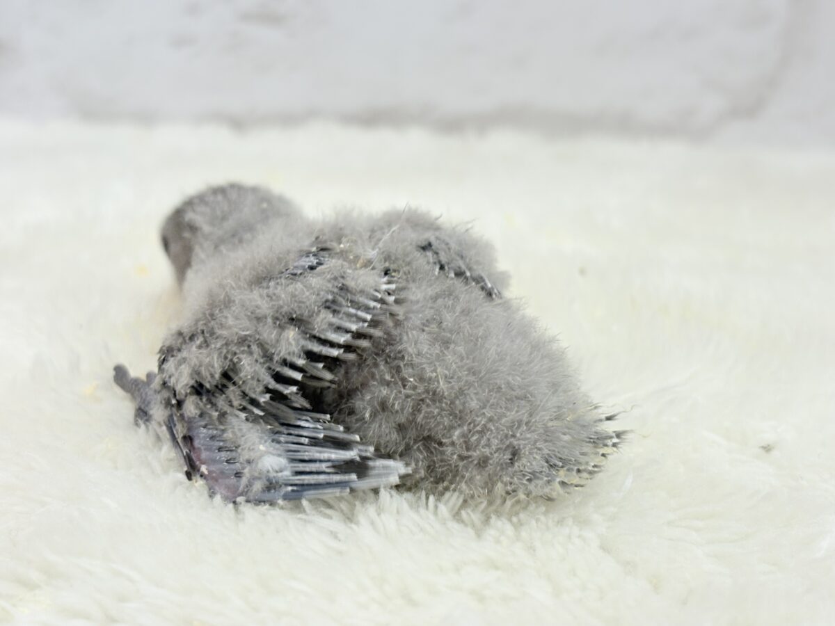 【最新画像更新🪄】魅力いっぱい魅惑のカラー🐣🩶コザクラインコ(モーブ) ヒナ コザクラインコ(小桜インコ)