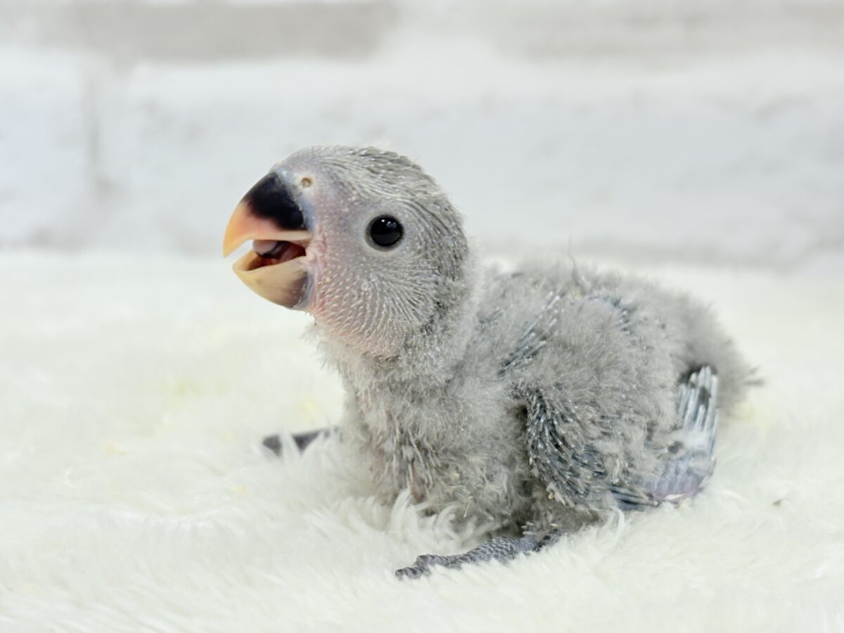 【最新画像更新🪄】魅力いっぱい魅惑のカラー🐣🩶コザクラインコ(モーブ) ヒナ コザクラインコ(小桜インコ)