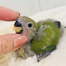 お抹茶でまったりしましょ🍵小桜インコのノーマル💚