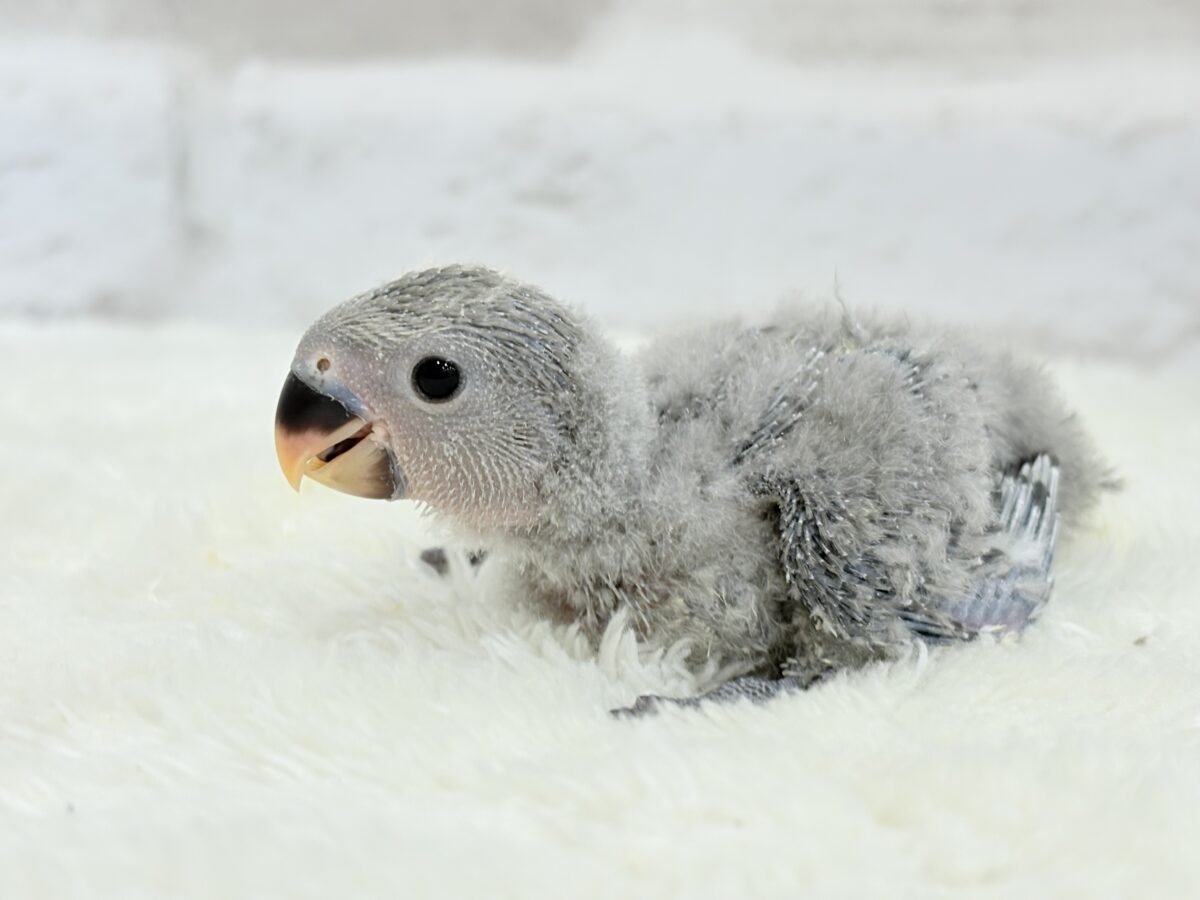 【最新画像更新🪄】魅力いっぱい魅惑のカラー🐣🩶コザクラインコ(モーブ) ヒナ コザクラインコ(小桜インコ)