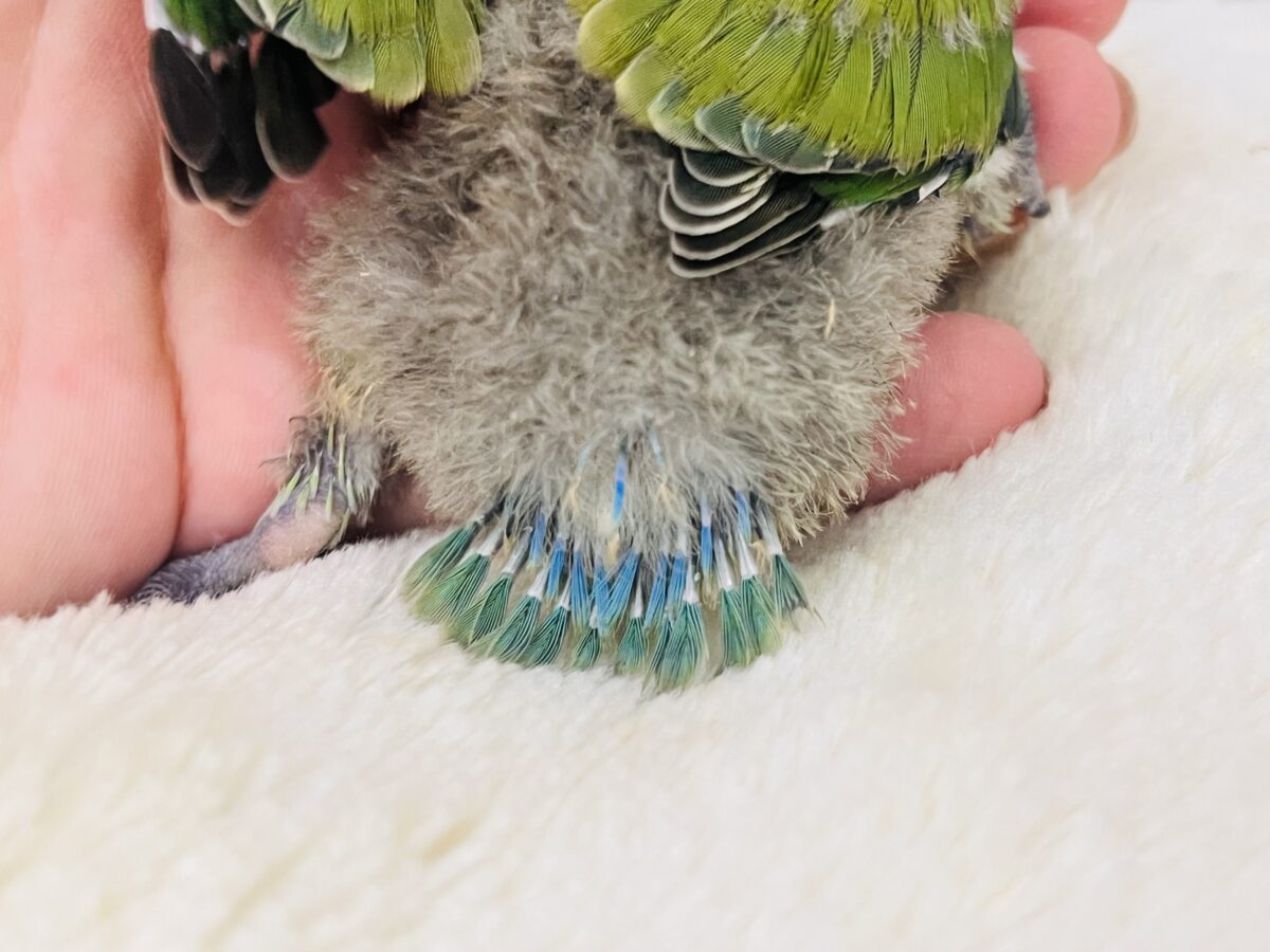 コザクラインコ（小桜インコ）