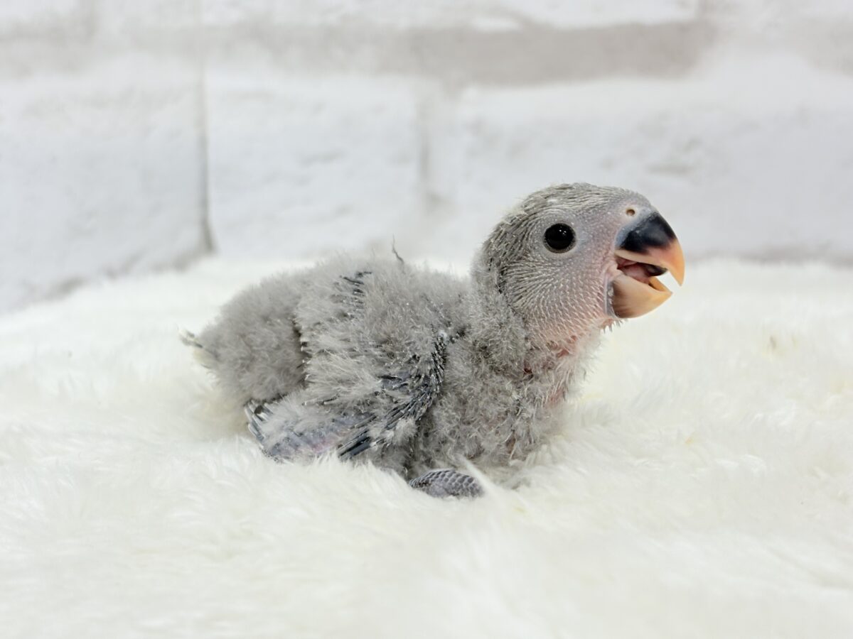 【最新画像更新🪄】魅力いっぱい魅惑のカラー🐣🩶コザクラインコ(モーブ) ヒナ コザクラインコ(小桜インコ)