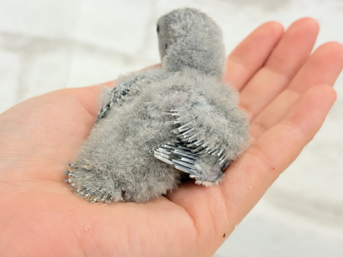 【最新画像更新🪄】魅力いっぱい魅惑のカラー🐣🩶コザクラインコ(モーブ) ヒナ コザクラインコ(小桜インコ)