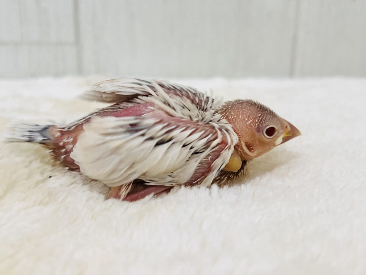 シルバーイノ文鳥