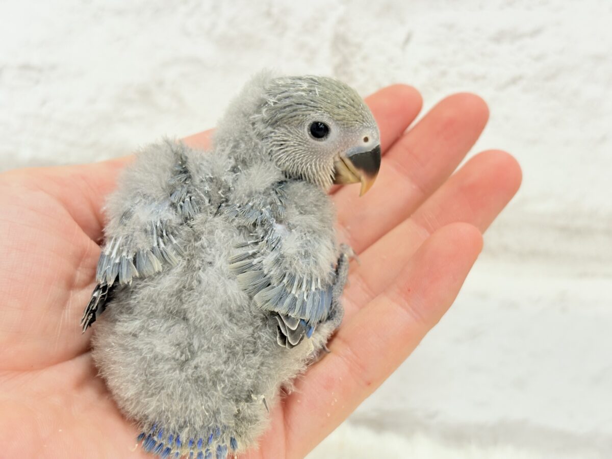 【最新画像更新🪄】わた毛たっぷりベビちゃん🐣💜コザクラインコ(バイオレット) ヒナ コザクラインコ(小桜インコ)