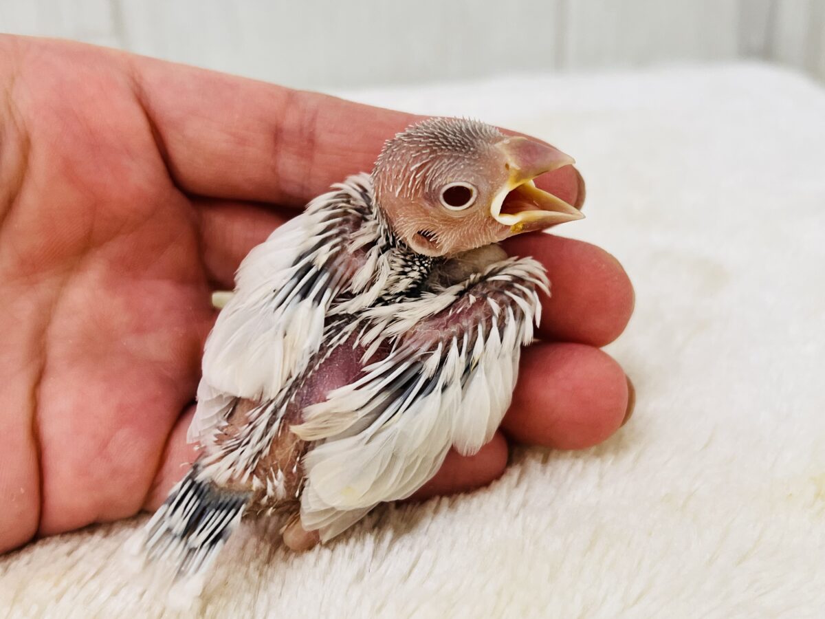 シルバーイノ文鳥