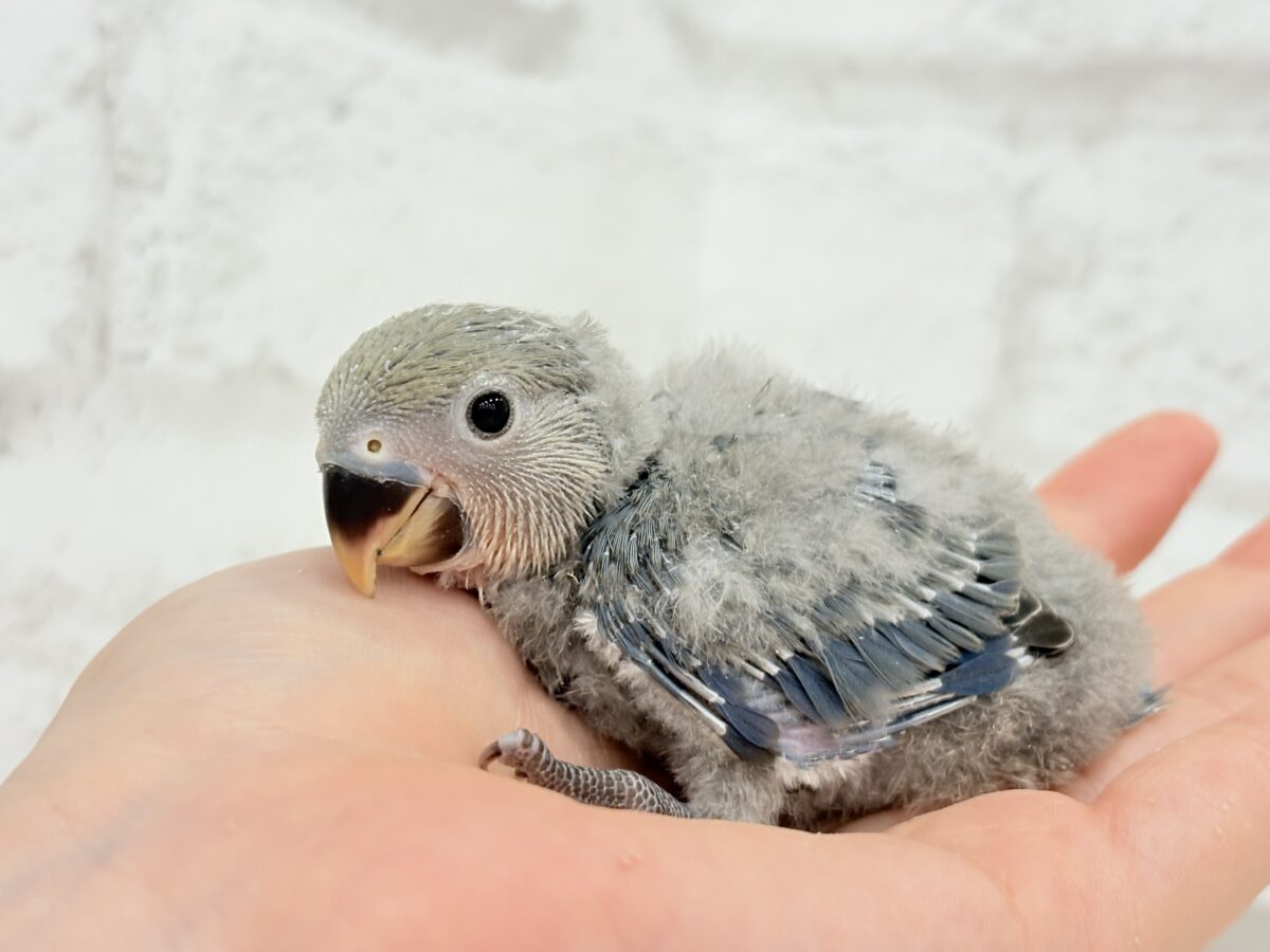 【最新画像更新🪄】わた毛たっぷりベビちゃん🐣💜コザクラインコ(バイオレット) ヒナ コザクラインコ(小桜インコ)