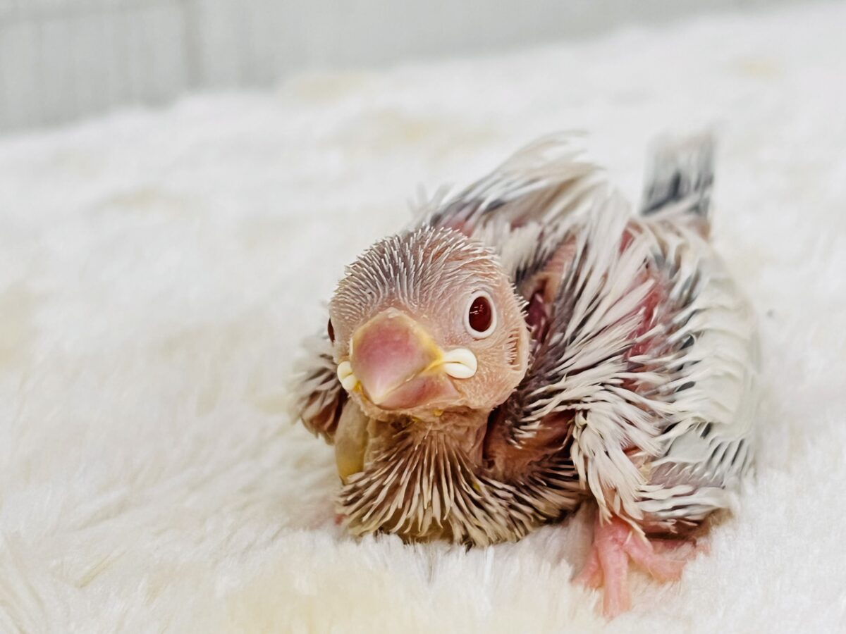 シルバーイノ文鳥