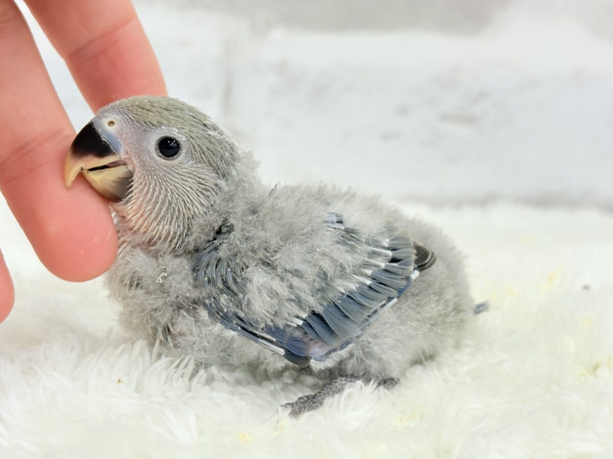 コザクラインコ（小桜インコ）