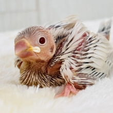 薄い銀色カラー✨🩶珍しいシルバーイノ文鳥の雛が入舎しました！