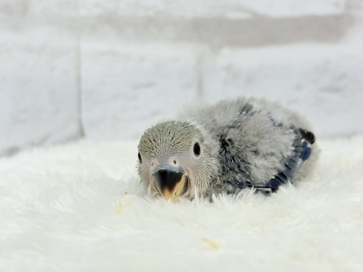【最新画像更新🪄】わた毛たっぷりベビちゃん🐣💜コザクラインコ(バイオレット) ヒナ コザクラインコ(小桜インコ)