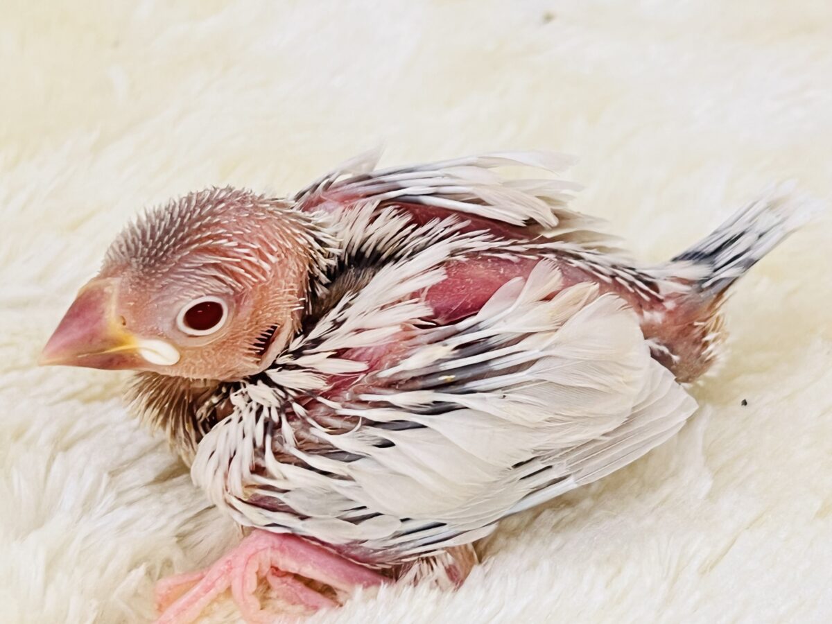 シルバーイノ文鳥