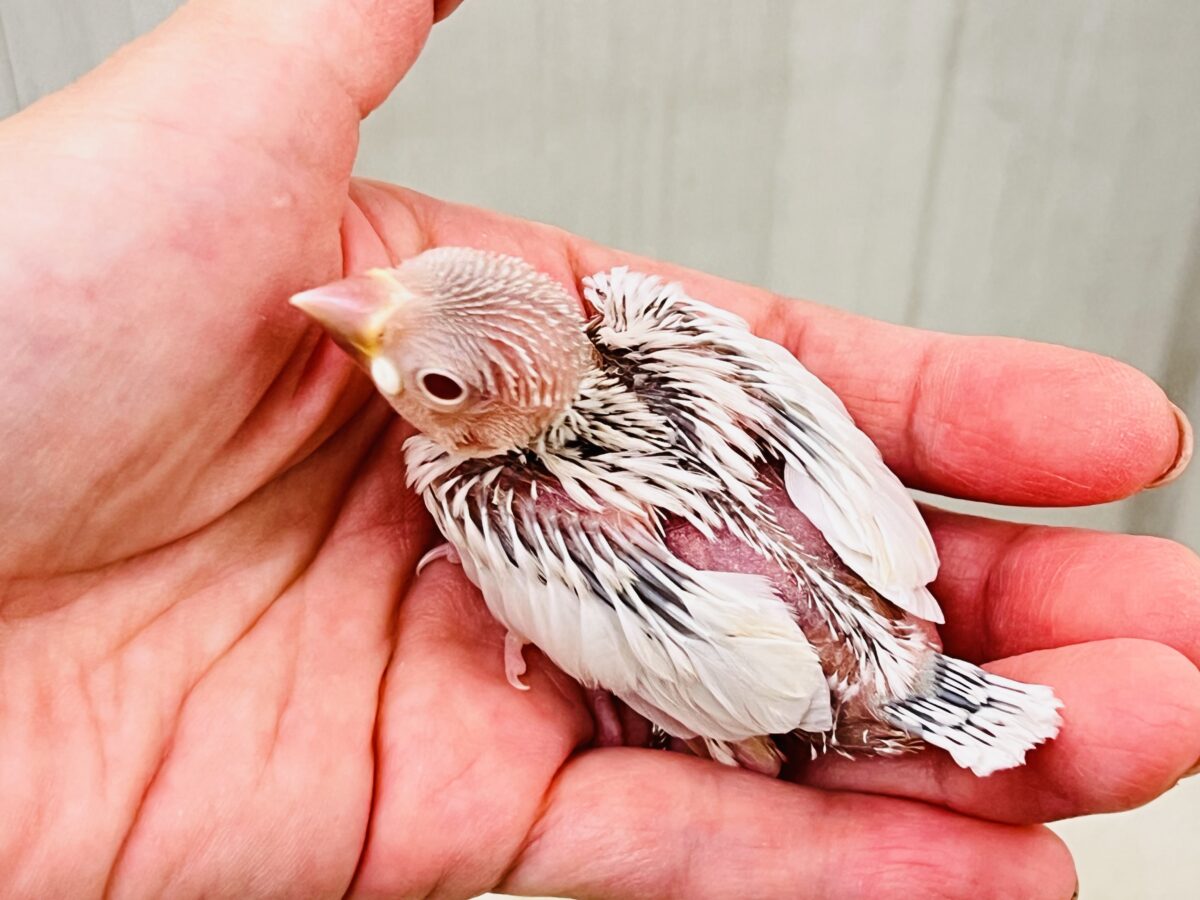 シルバーイノ文鳥