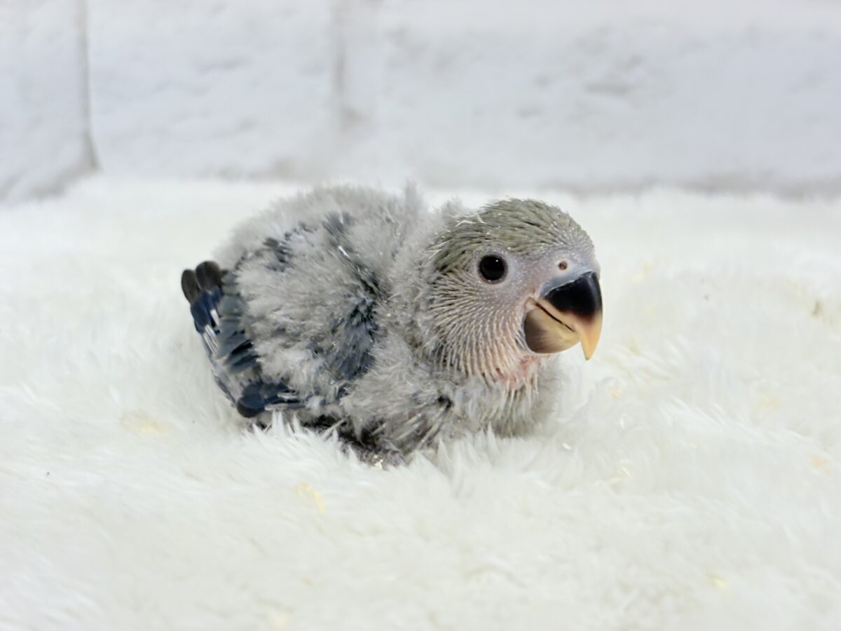 【最新画像更新🪄】わた毛たっぷりベビちゃん🐣💜コザクラインコ(バイオレット) ヒナ コザクラインコ(小桜インコ)