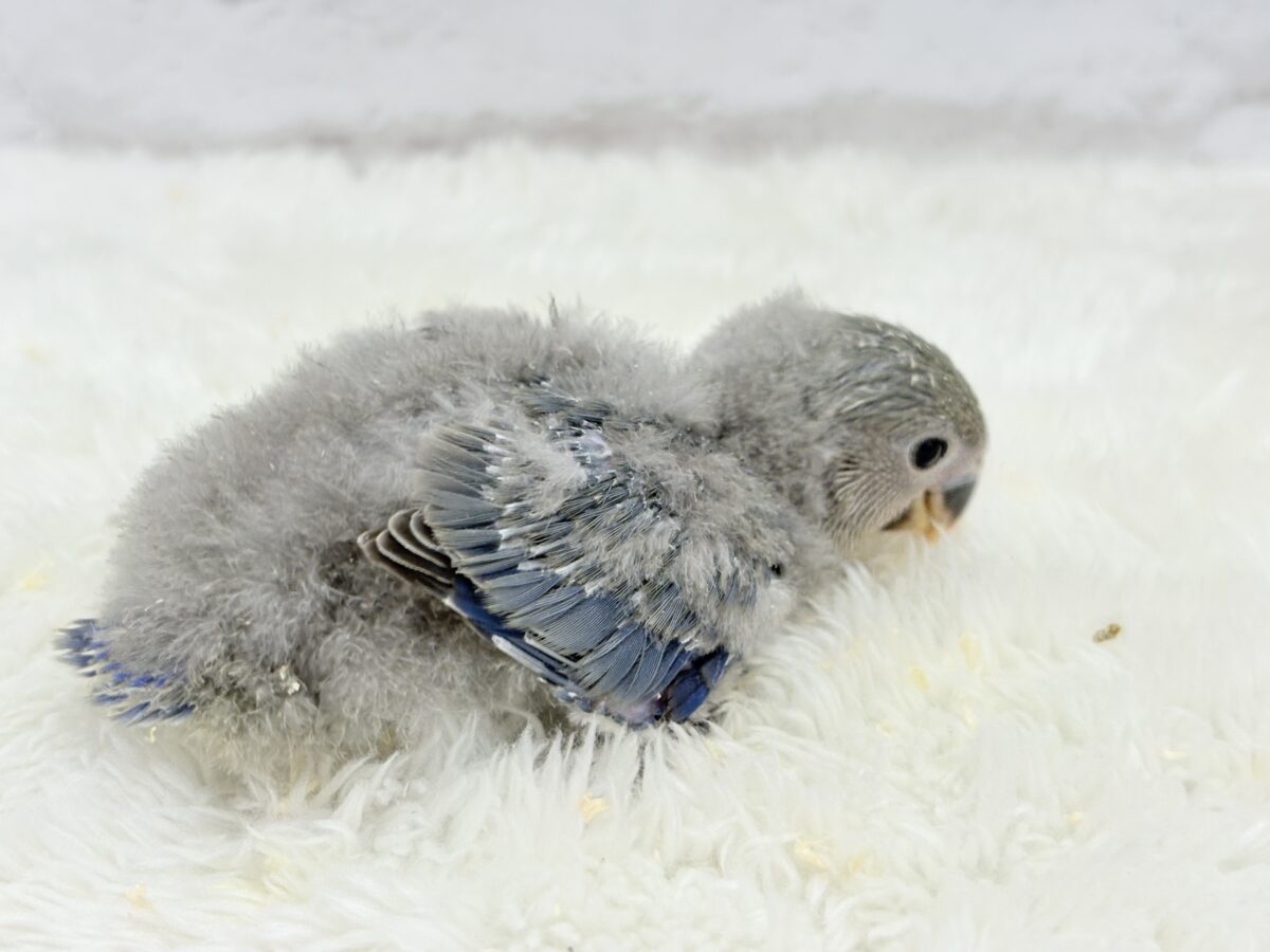 コザクラインコ（小桜インコ）