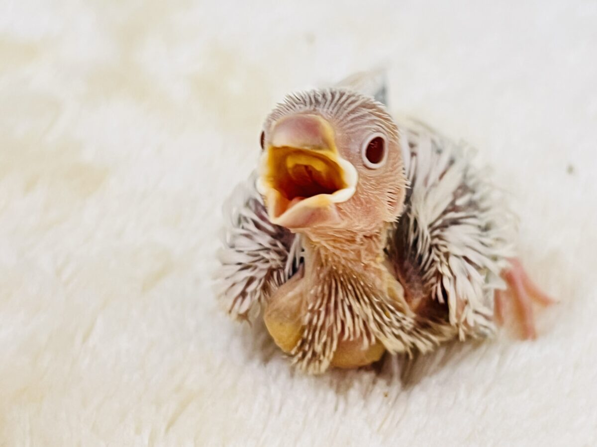 シルバーイノ文鳥