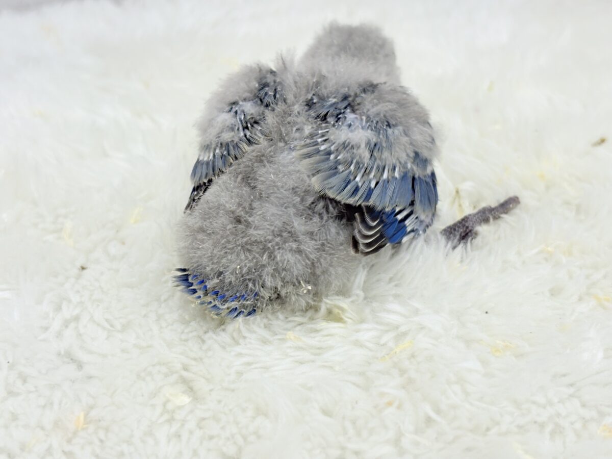 【最新画像更新🪄】わた毛たっぷりベビちゃん🐣💜コザクラインコ(バイオレット) ヒナ コザクラインコ(小桜インコ)