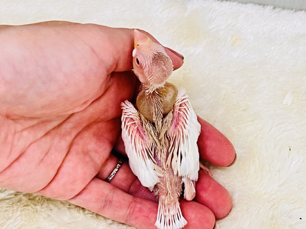 アルビノ文鳥