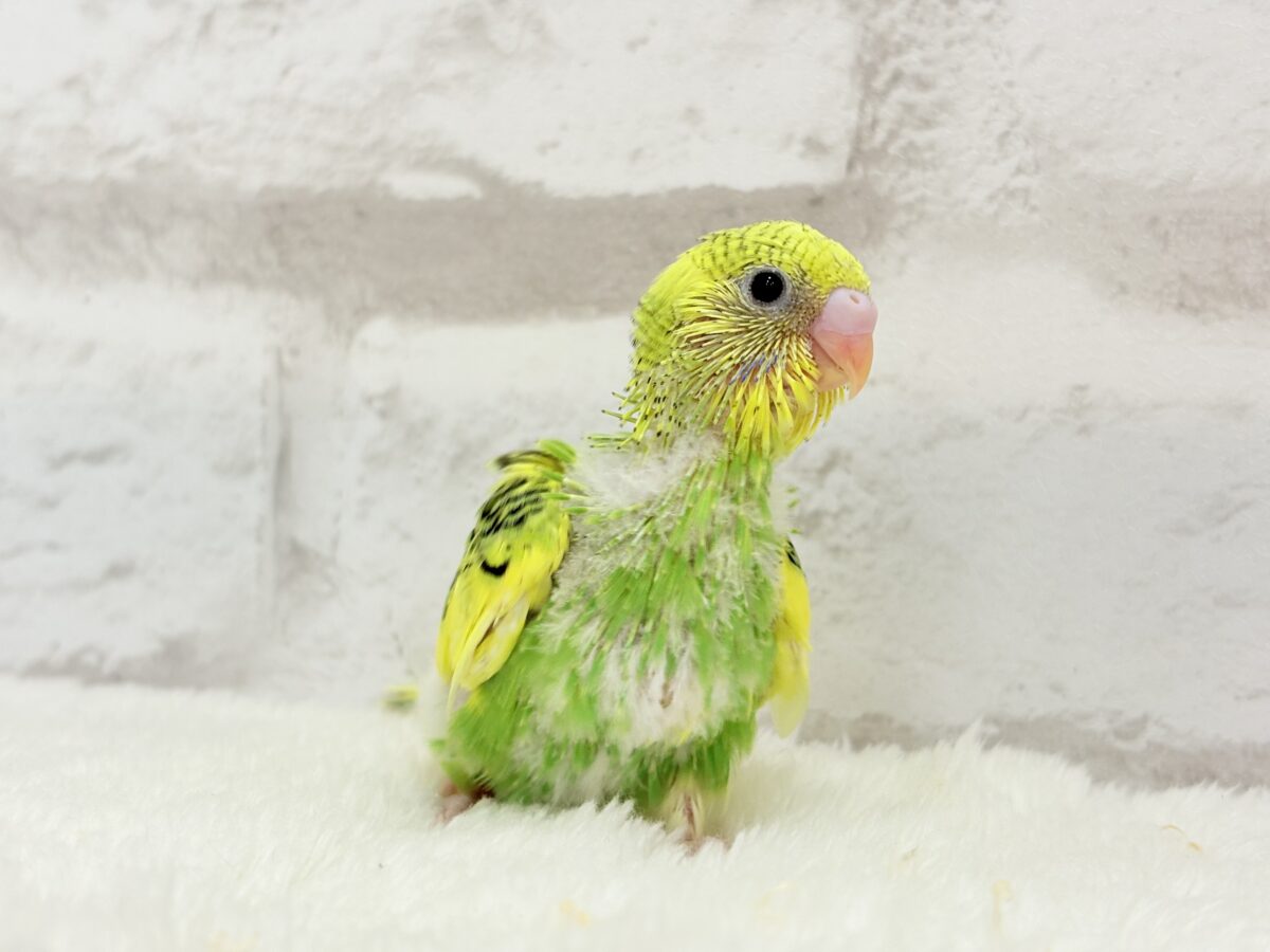 セキセイインコ