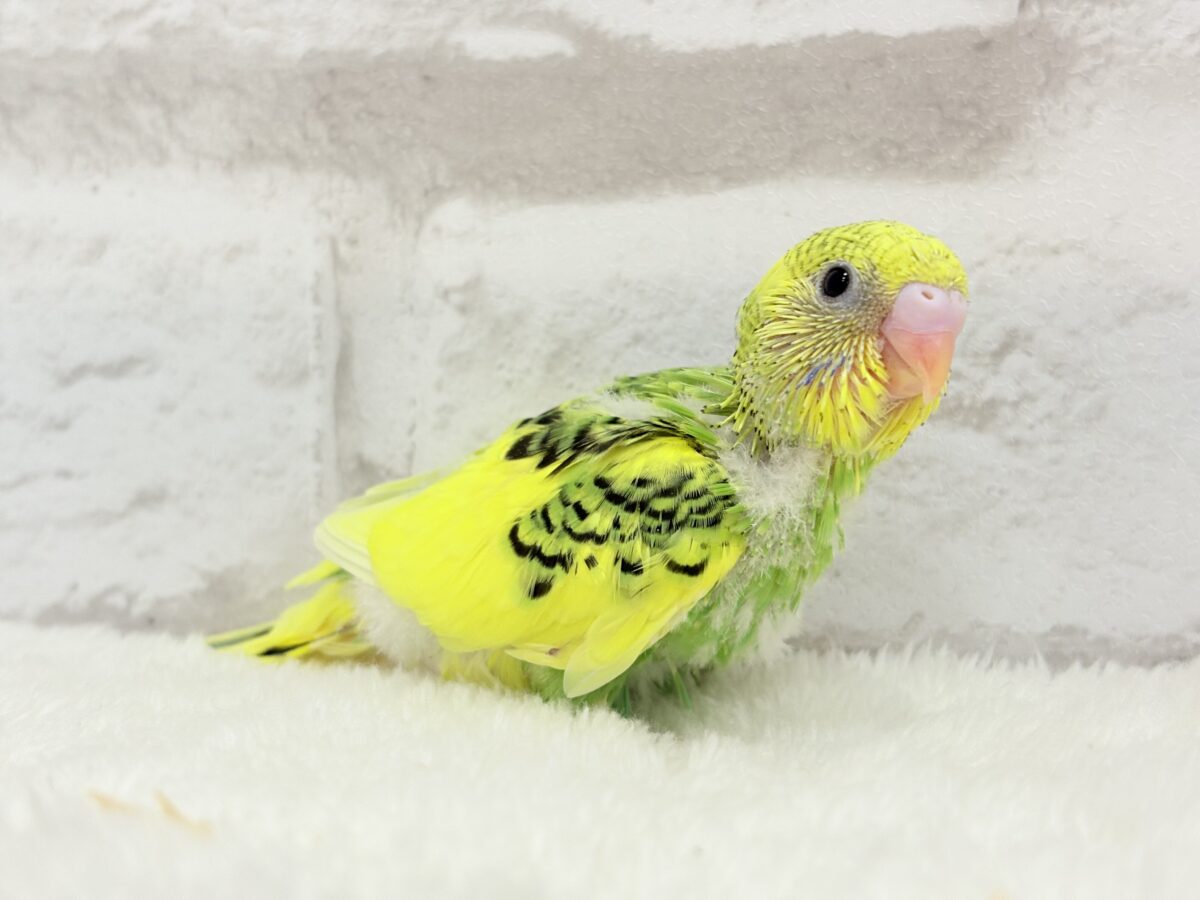 セキセイインコ