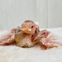 Vマークの逆ハチワレ⁉️すけすけ✨アルビノ文鳥の雛が入舎しました！！