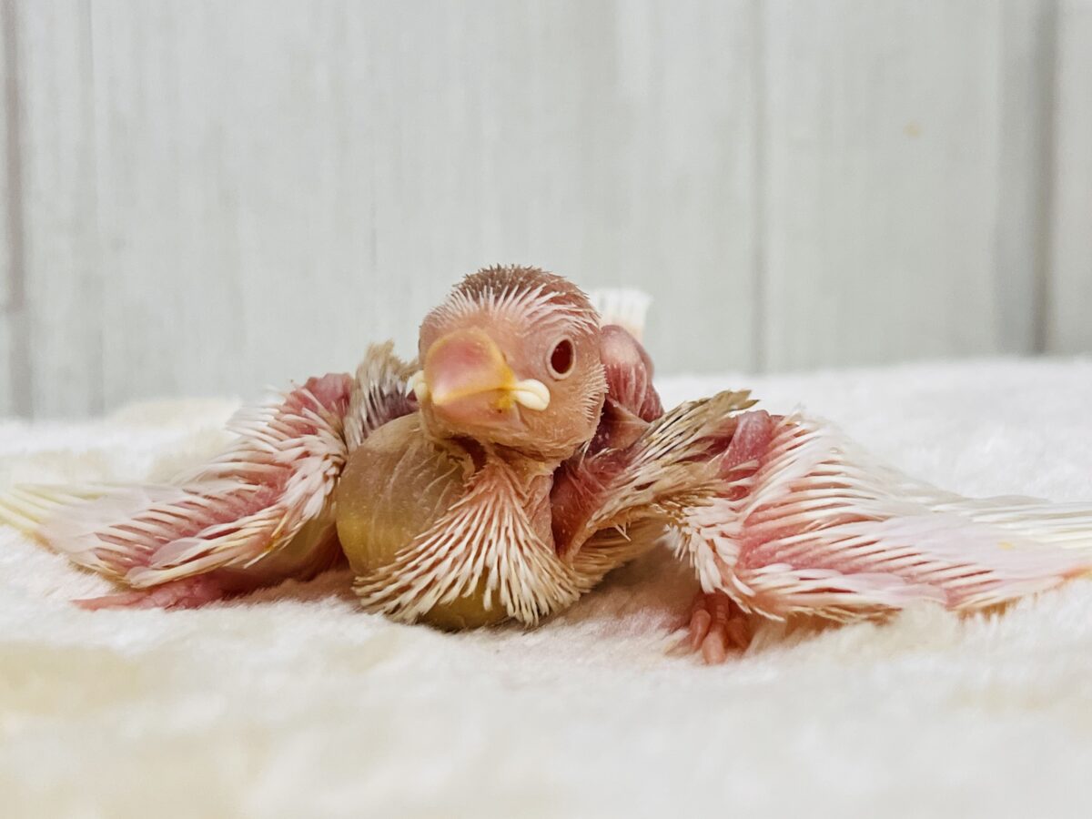 Vマークの逆ハチワレ⁉️すけすけ✨アルビノ文鳥の雛が入舎しました！！