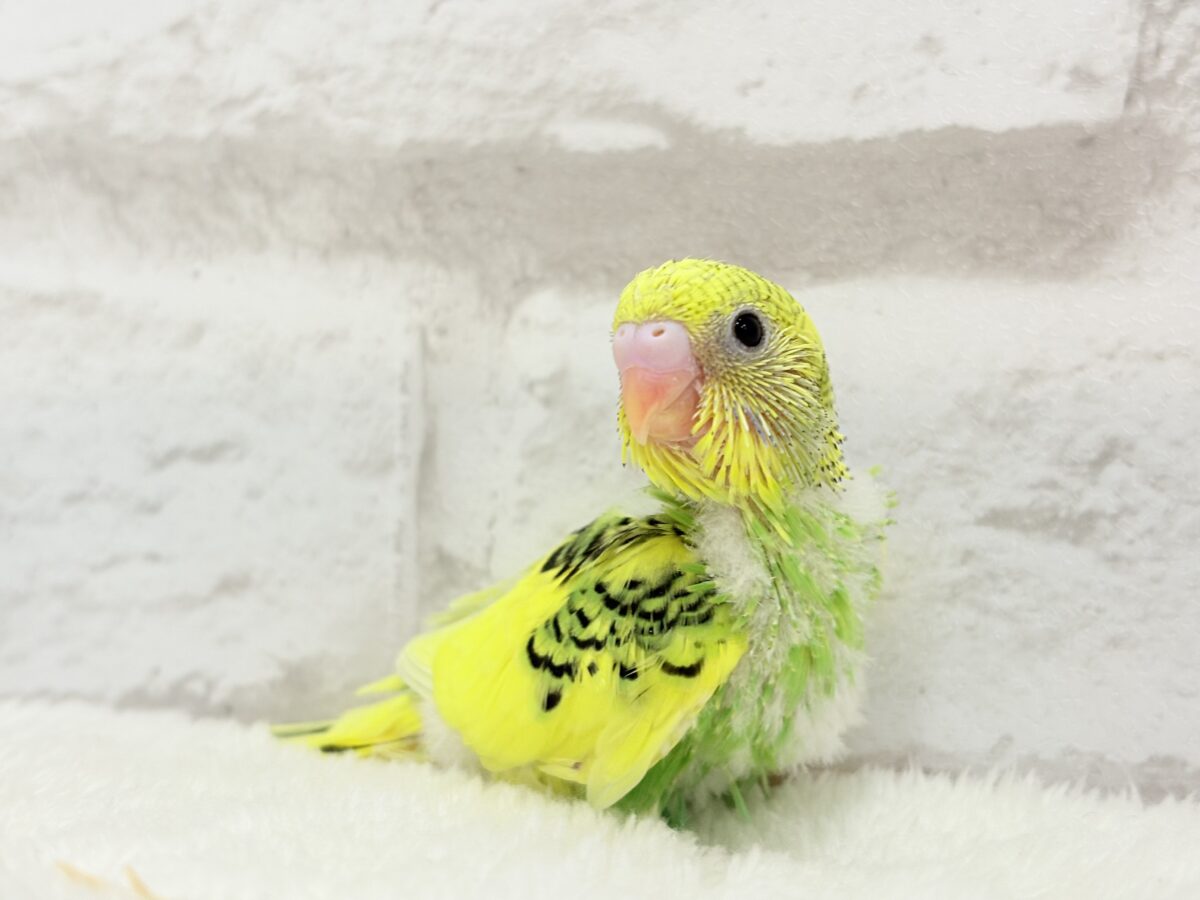 セキセイインコ