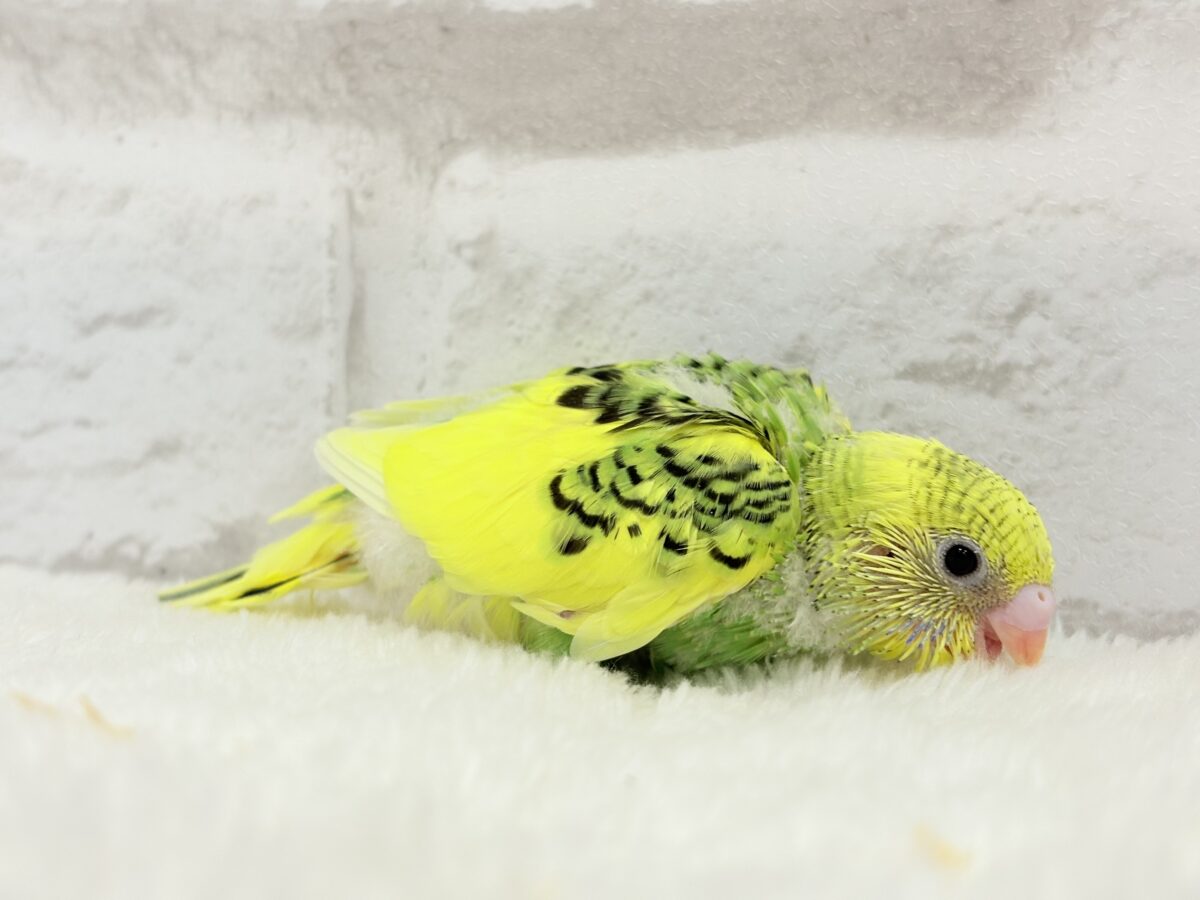 セキセイインコ