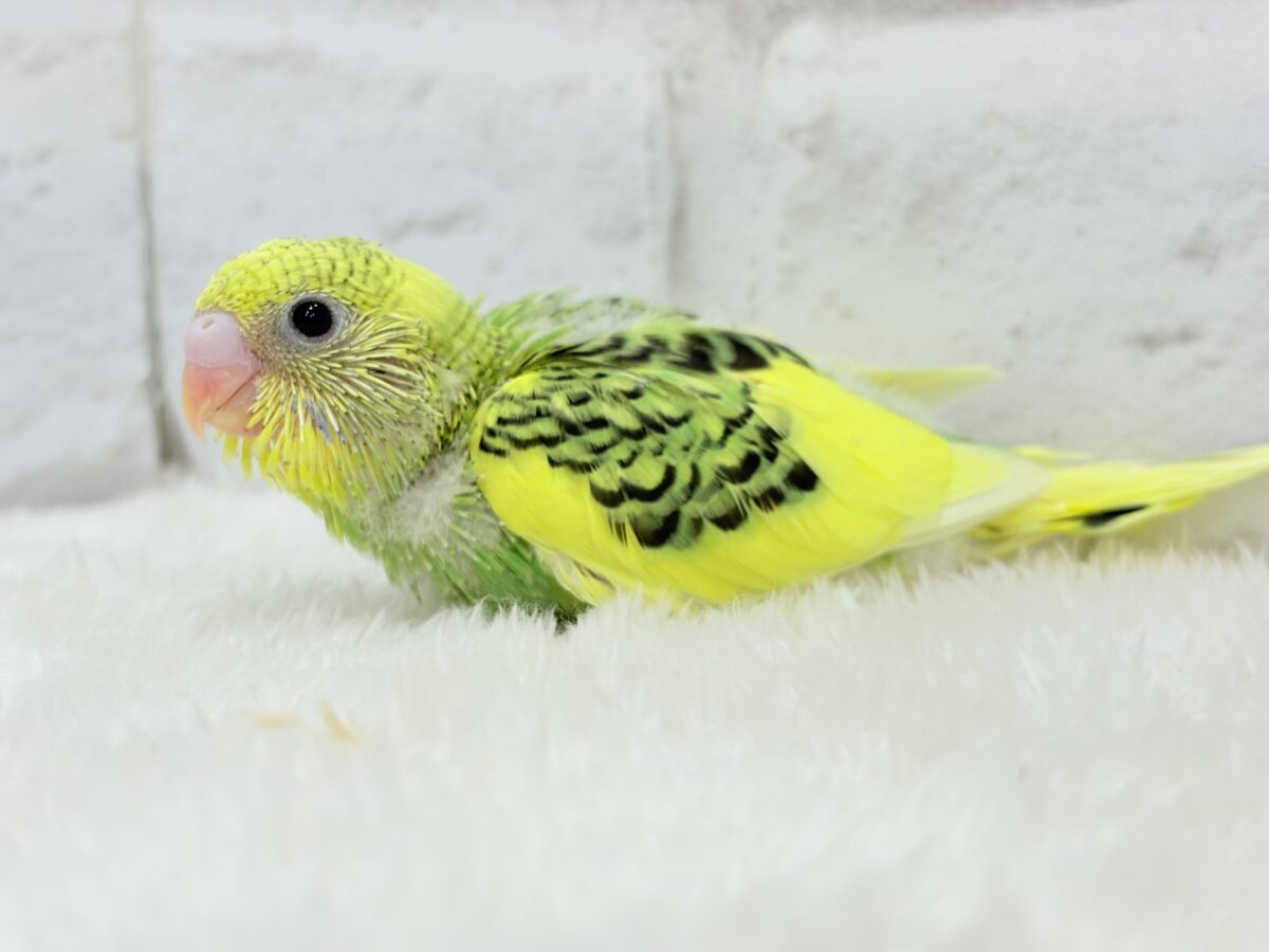 セキセイインコ