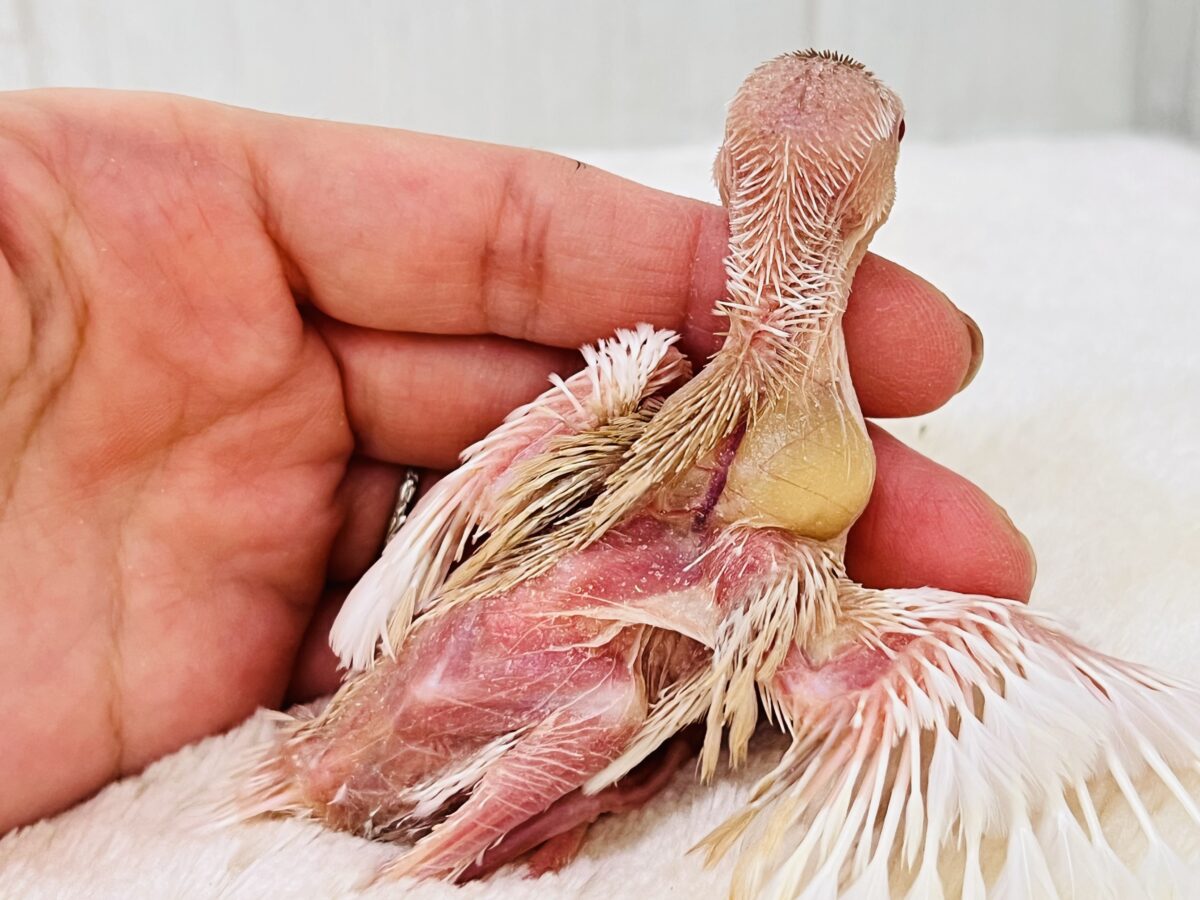 アルビノ文鳥