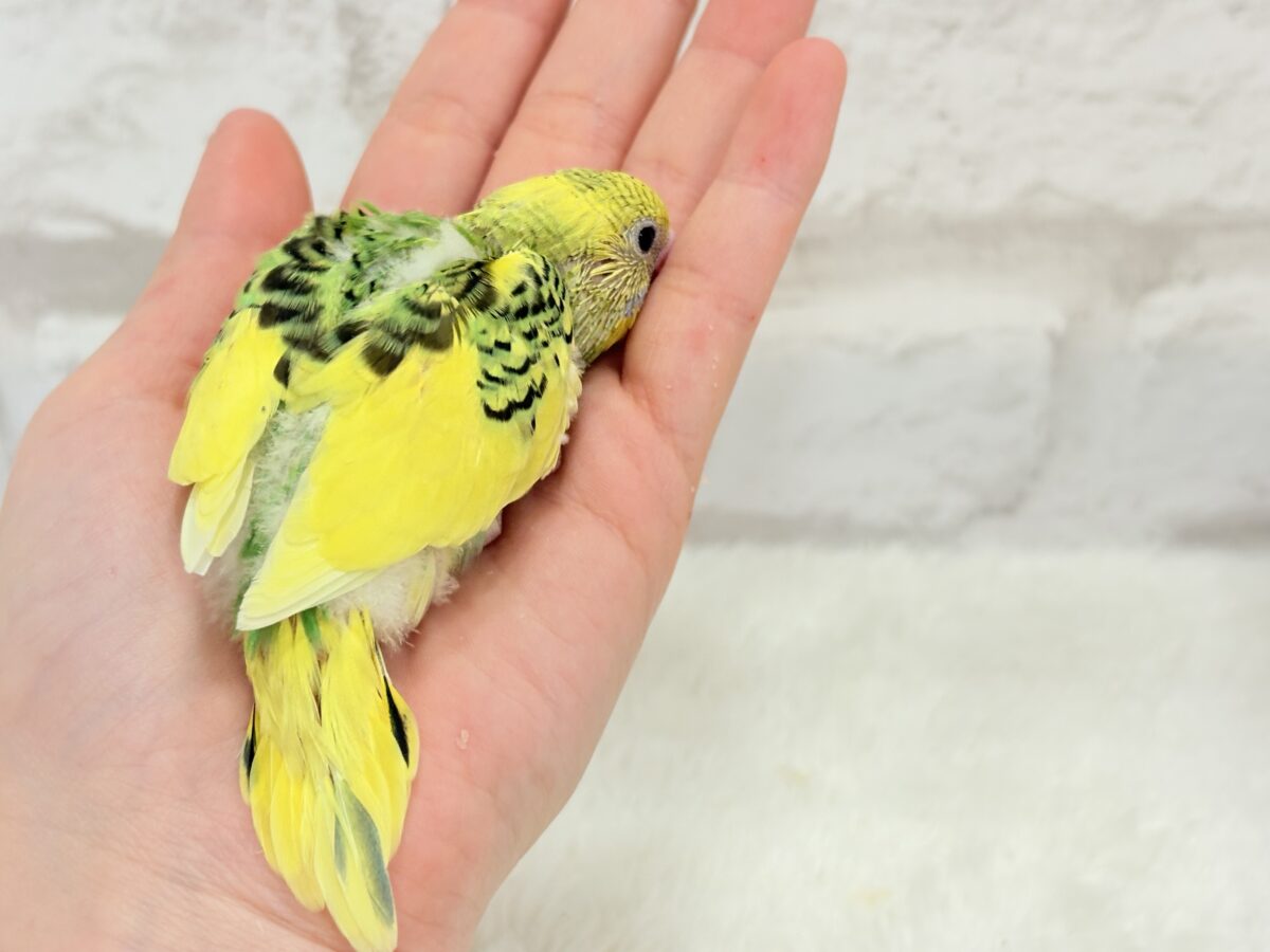 セキセイインコ