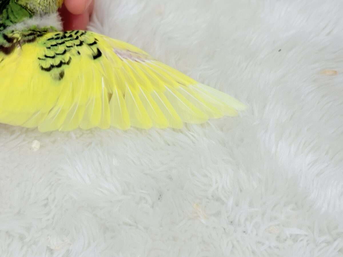 セキセイインコ