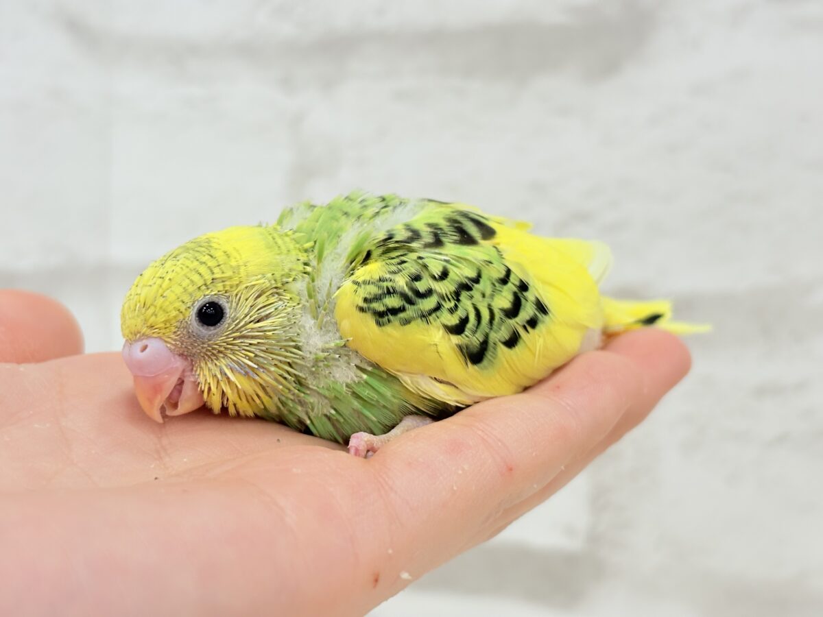 セキセイインコ