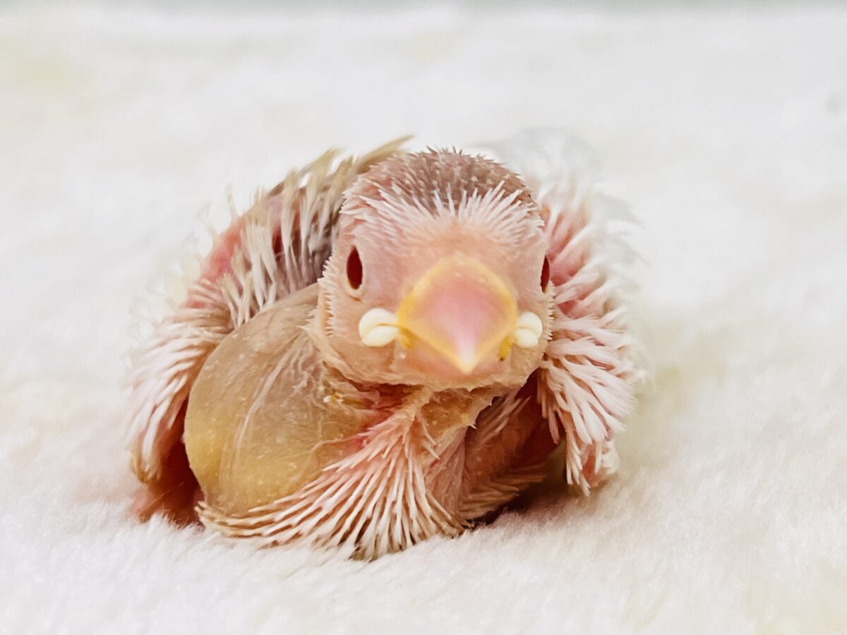 アルビノ文鳥