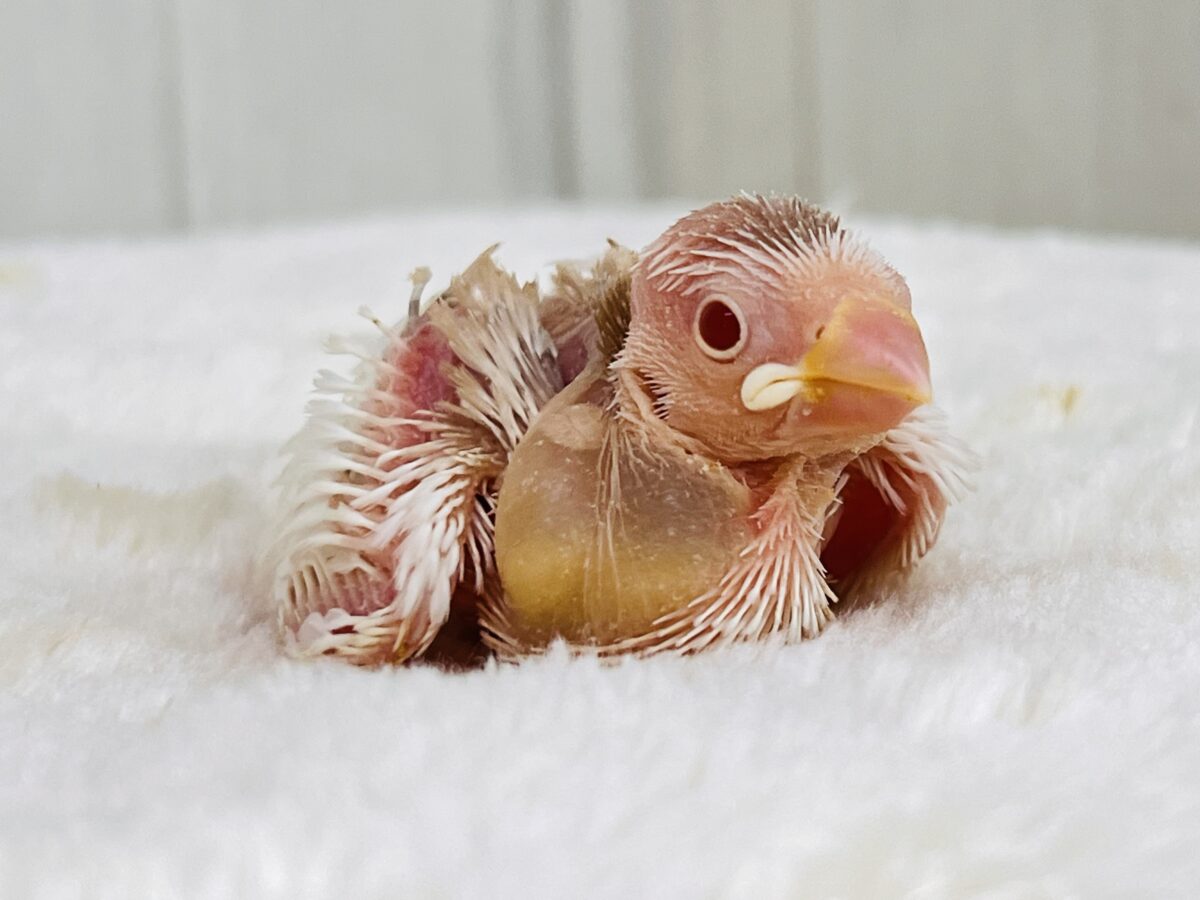アルビノ文鳥